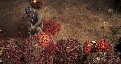 unilever child labour|Palm Oil: Global brands profiting from child and forced labour.